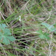 Geranium sp. at Cotter River, ACT - 14 Oct 2015 09:07 AM