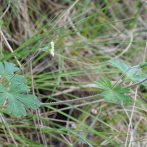 Geranium sp. at Cotter River, ACT - 14 Oct 2015