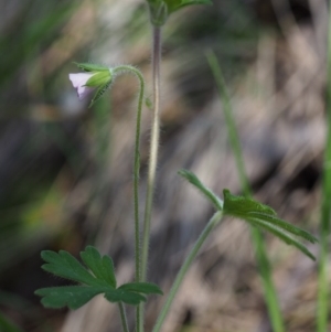 Geranium sp. at Cotter River, ACT - 14 Oct 2015