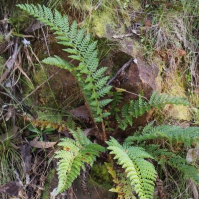 Polystichum proliferum (Mother Shield Fern) at Namadgi National Park - 13 Oct 2015 by KenT