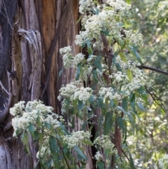 Olearia lirata (Snowy Daisybush) at Namadgi National Park - 13 Oct 2015 by KenT