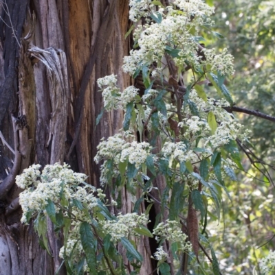 Olearia lirata (Snowy Daisybush) at Cotter River, ACT - 14 Oct 2015 by KenT