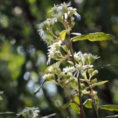 Olearia lirata at Cotter River, ACT - 14 Oct 2015 09:53 AM