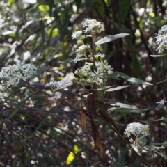 Olearia lirata at Cotter River, ACT - 14 Oct 2015