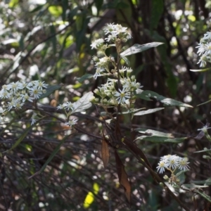 Olearia lirata at Cotter River, ACT - 14 Oct 2015 09:53 AM