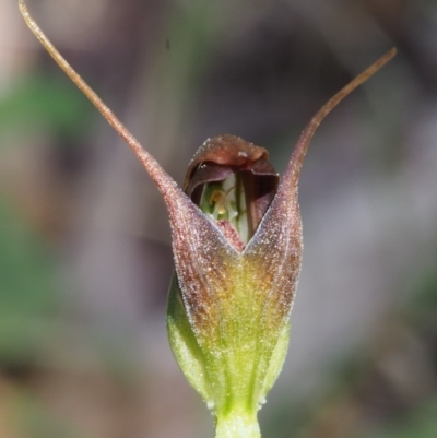 Pterostylis pedunculata (Maroonhood) at Cotter River, ACT - 14 Oct 2015 by KenT