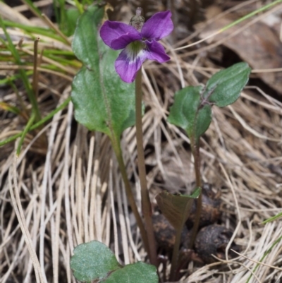 Viola betonicifolia (Mountain Violet) at Cotter River, ACT - 14 Oct 2015 by KenT