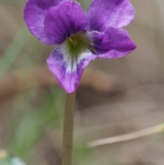 Viola betonicifolia at Cotter River, ACT - 14 Oct 2015