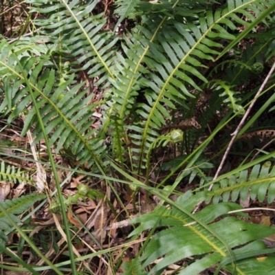 Blechnum nudum (Fishbone Water Fern) at Namadgi National Park - 14 Oct 2015 by KenT