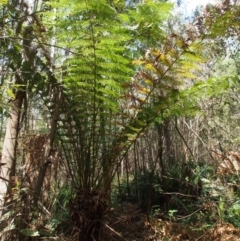 Dicksonia antarctica (Soft Treefern) at Cotter River, ACT - 14 Oct 2015 by KenT