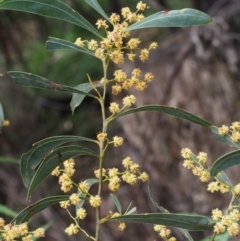 Acacia rubida (Red-stemmed Wattle, Red-leaved Wattle) at Namadgi National Park - 14 Oct 2015 by KenT