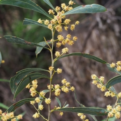 Acacia rubida (Red-stemmed Wattle, Red-leaved Wattle) at Cotter River, ACT - 14 Oct 2015 by KenT