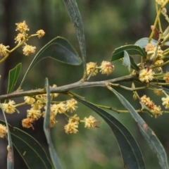 Acacia rubida at Cotter River, ACT - 14 Oct 2015