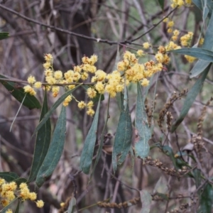 Acacia rubida at Cotter River, ACT - 14 Oct 2015 01:22 PM