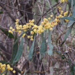 Acacia rubida at Cotter River, ACT - 14 Oct 2015