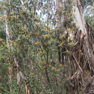 Acacia rubida at Cotter River, ACT - 14 Oct 2015
