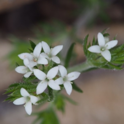 Asperula scoparia (Prickly Woodruff) at Lower Cotter Catchment - 14 Oct 2015 by KenT