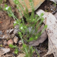 Asperula scoparia at Cotter River, ACT - 14 Oct 2015