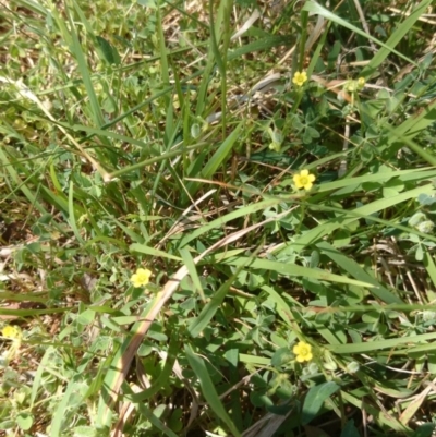 Oxalis sp. (Wood Sorrel) at ANU Liversidge Precinct - 14 Oct 2015 by TimYiu