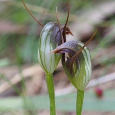Pterostylis pedunculata (Maroonhood) at Cotter River, ACT - 14 Oct 2015 by KenT