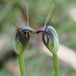 Pterostylis pedunculata at Cotter River, ACT - 14 Oct 2015