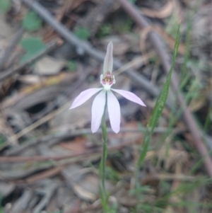 Caladenia carnea at Gordon, ACT - suppressed