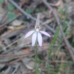 Caladenia carnea (Pink Fingers) at Gordon, ACT - 14 Oct 2015 by gregbaines