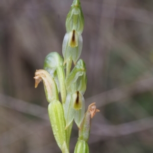 Bunochilus montanus (ACT) = Pterostylis jonesii (NSW) at Uriarra Village, ACT - suppressed