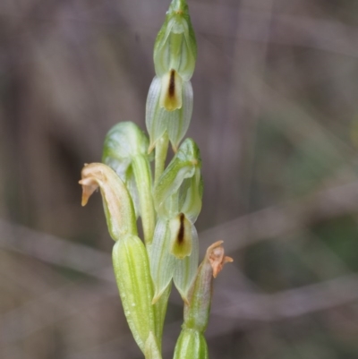 Bunochilus montanus (Montane Leafy Greenhood) at Uriarra Village, ACT - 14 Oct 2015 by KenT