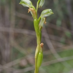 Bunochilus montanus (ACT) = Pterostylis jonesii (NSW) at Uriarra Village, ACT - suppressed