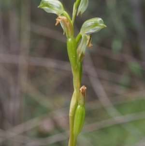 Bunochilus montanus (ACT) = Pterostylis jonesii (NSW) at Uriarra Village, ACT - 14 Oct 2015