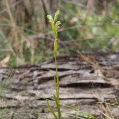 Bunochilus montanus at Uriarra Village, ACT - 14 Oct 2015