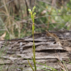 Bunochilus montanus (ACT) = Pterostylis jonesii (NSW) at Uriarra Village, ACT - suppressed