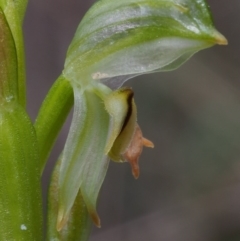 Bunochilus montanus (ACT) = Pterostylis jonesii (NSW) at Uriarra Village, ACT - suppressed