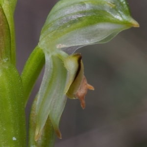 Bunochilus montanus (ACT) = Pterostylis jonesii (NSW) at Uriarra Village, ACT - 14 Oct 2015