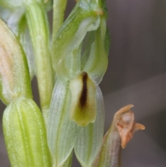 Bunochilus montanus at Uriarra Village, ACT - 14 Oct 2015