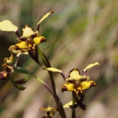 Diuris pardina (Leopard Doubletail) at Cotter River, ACT - 14 Oct 2015 by KenT