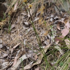 Diuris pardina at Cotter River, ACT - 14 Oct 2015