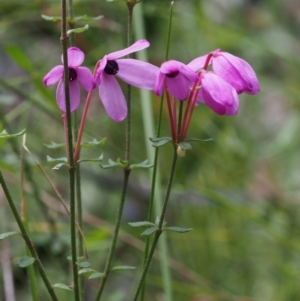 Tetratheca bauerifolia at Cotter River, ACT - 14 Oct 2015