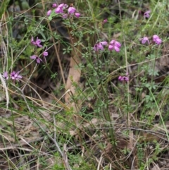 Tetratheca bauerifolia at Cotter River, ACT - 14 Oct 2015