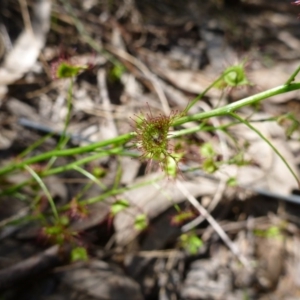 Drosera auriculata at Kambah, ACT - 14 Oct 2015