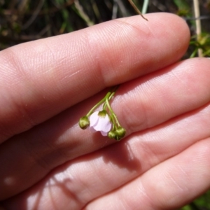 Drosera auriculata at Kambah, ACT - 14 Oct 2015