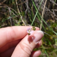 Drosera auriculata at Kambah, ACT - 14 Oct 2015