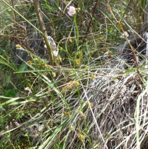 Drosera auriculata at Kambah, ACT - 14 Oct 2015