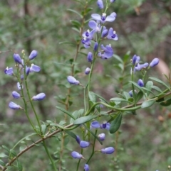 Comesperma volubile at Cotter River, ACT - 14 Oct 2015