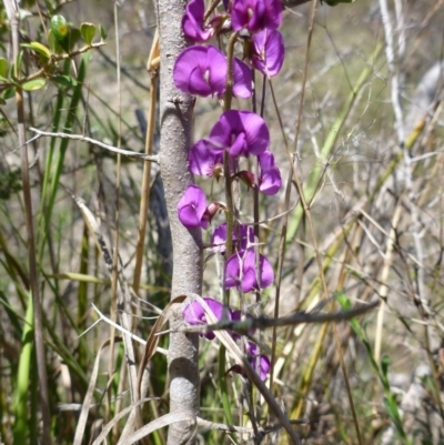 Swainsona recta (Small Purple Pea) at Kambah, ACT - 14 Oct 2015 by jks