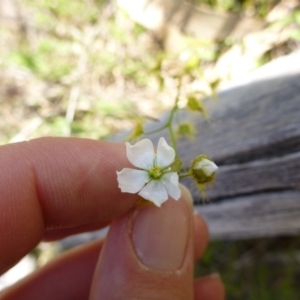 Drosera gunniana at Kambah, ACT - 14 Oct 2015