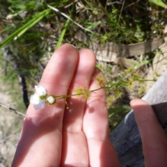 Drosera gunniana at Kambah, ACT - 14 Oct 2015