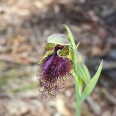 Calochilus platychilus (Purple Beard Orchid) at Aranda, ACT - 15 Oct 2015 by MattM