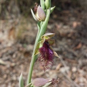 Calochilus platychilus at Aranda, ACT - 15 Oct 2015